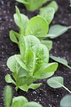 Lettuce, Lactuca sativa.