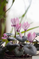 Cyclamen.