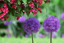 Allium, Allium Hollandicum 'Purple Sensation'.