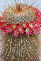 Cactus, Pincushion cactus, Mammillaria.