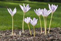 Crocus, Autumn Crocus,Colchicum 'Antares', Backlit flowers reaching for the sky.