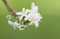 Sevensontree, Heptacodium miconioides.