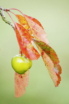 Crabapple, Malus Ioensis.