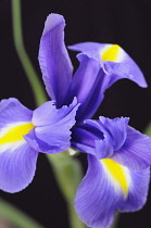 Iris.