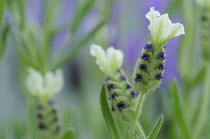 Lavender, French lavender, Lavandula stoechas.