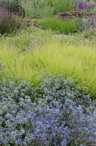 Sea Holly, Eryngium tripartitum.