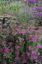 Yarrow, Achillea.