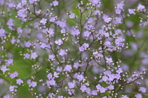 Gypsophila.