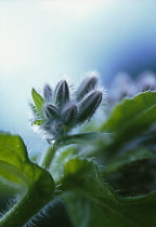 Borage, Borago officinalis.