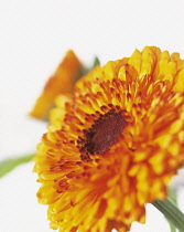 Marigold, Calendula.