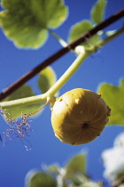 Squash, Cucurbita pepo.