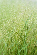 Silveryhairgrass, Aira caryophylla.