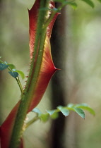 Rose, Rosa sericea pteracantha.