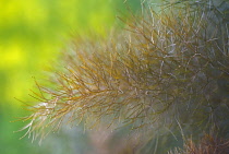 Fennel, Foeniculum vulgare.