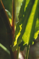 Sorrel, Rumex acetosa.