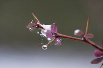 Barberry, Berberis.