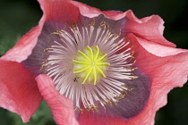 Poppy, Opium poppy, Papaver somniferum.