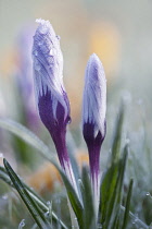 Crocus, Crocus vernus.