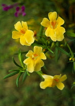 Monkeyflower, Mimulus.