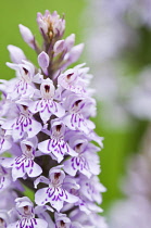 Orchid, Marsh Orchid, Dactylorhiza.