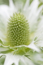 Sea Holly, Miss Wilmott's ghost, Eryngium giganteum.