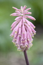 Veltheimia, Veltheimia bracteata.