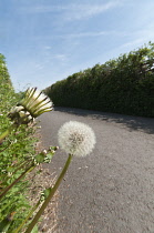 Dandelion clock, Taraxacum officinale.