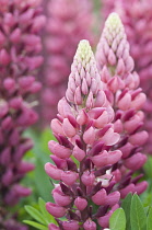 Lupin, Lupinus 'Gallery Red'.