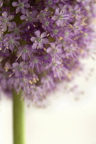 Allium, Allium Hollandicum 'Purple sensation'.