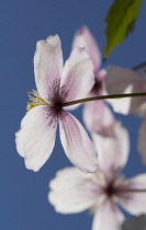 Clematis, Clematis montana.