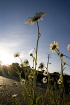 Daisy, Ox-eye daisy, Leucanthemum vulgare.