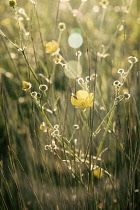 Buttercup, Ranunculus acris.