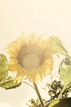 Sunflower, Helianthus annuus.