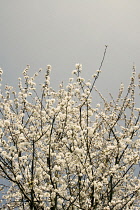 Cherry, Prunus.