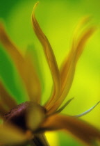 Coneflower, Black-eyed Susan, Rudbeckia.