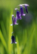 Bluebell, Hyacinthoides.