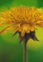 Dandelion, Taraxacum officinale.