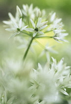 Wildgarlic, Ramsons, Allium ursinum.