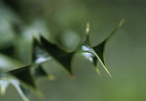 Holly, Ilex aquifolium.