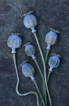 Poppy, Opium poppy, Papaver somniferum.