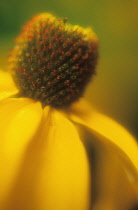 Coneflower, Black-eyed Susan, Rudbeckia.