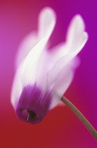 Cyclamen.