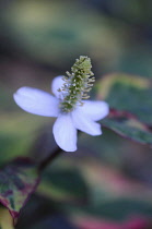 Houttuynialeaves, Houttuynia cordata 'Chameleon'.