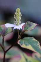 Houttuynialeaves, Houttuynia cordata 'Chameleon'.