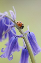 Bluebell Wood, Hyacinthoides non-scripta.