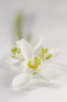 Snowdrop, Galanthus nivalis.