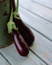 Aubergine, Solanum melongena.