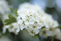 Hawthorn, Crataegus monogyna.