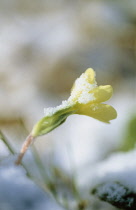 Primrose, Primula vulgaris.