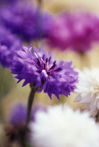 Cornflower, Centaurea cyanus 'Polka Dot'.